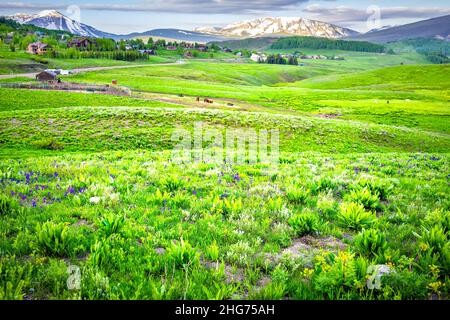 Mount Crested Butte Panoramablick auf die felsigen Berge mit saftig grünem Gras Sommer Wildblumen Vordergrund mit Stadtbild des kleinen Dorfes in backgro Stockfoto