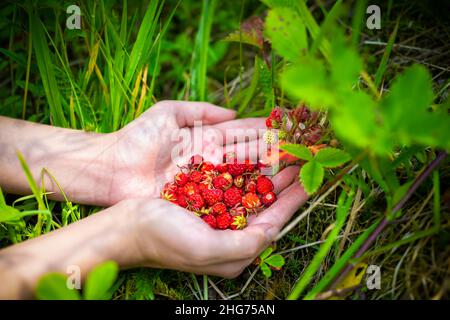 Hände aus der Nähe pflücken viele rote wilde alpine Erdbeeren in North Carolina Blue Ridge Mountains, die als wild essbar auf dem Boden wachsen Stockfoto