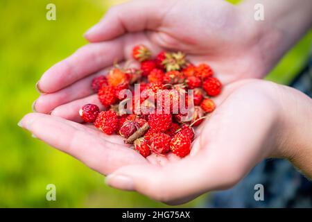Frau Hände Nahaufnahme hält viele rote wilde alpine Erdbeeren Beeren Ernte in North Carolina Blue Ridge Berge wachsen als wild essbare ma Stockfoto