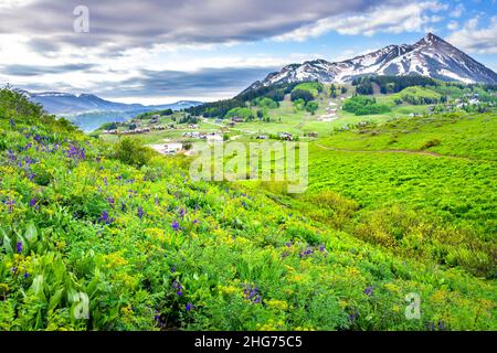 Mount Crested Butte Panoramablick mit üppig grünen Wiese Feld Sommer Delphinium Wildblumen Festival mit Stadtbild der kleinen Stadt Dorf felsigen Moun Stockfoto