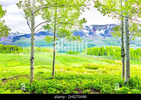 Slodgrass Trail Waldrand in Mt Crested Butte, Colorado Park felsige Berge mit im Sommer grünen Espenbäumen im Vordergrund und Feldwiese im Rücken Stockfoto