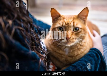 Frau, die die Schoßkatze in den Armen hält, streichelte mit orangefarbenem Ingwer-Kitty zu Hause mit Nahaufnahme des Kitty-Gesichts und schaute mit grünen Augen auf die Kamera Stockfoto