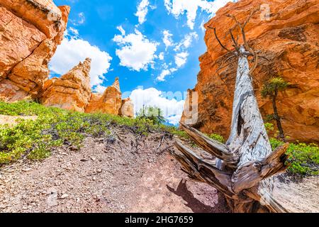 Gefallener Baumstamm auf dem Queen's Garden Navajo Loop Trail im Bryce Canyon National Park in Utah an sonnigen Tagen mit rot-orangen Felsformationen, die weit über die Wand reichen Stockfoto