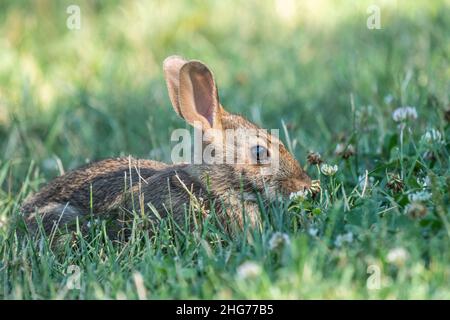 Nahaufnahme des östlichen Cottontail Rabbit im Kleefeld hält an, um die Kamera zu betrachten. Stockfoto