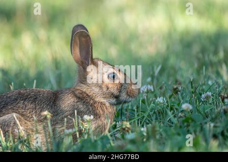 Nahaufnahme des östlichen Cottontail Rabbit im Kleefeld hält an, um die Kamera zu betrachten. Stockfoto