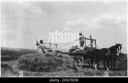 Shoshotse stapelt sein Getreide mit Hilfe seiner Nachbarn und anderer. Stockfoto