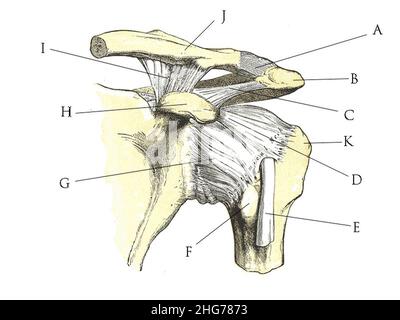 Anatomie des Schultergelenks Quiz. Stockfoto