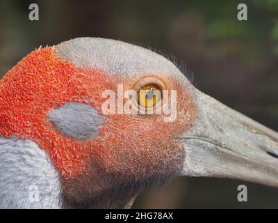 Nahaufnahme einer prächtigen Superlative-Frau Brolga mit intensivem Blick. Stockfoto