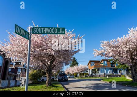 Wohngebiet Reihe von Kirschblütenbäumen in schöner voller Blüte im Frühling. McKay Ave, South Slope, Burnaby, BC, Kanada. Stockfoto