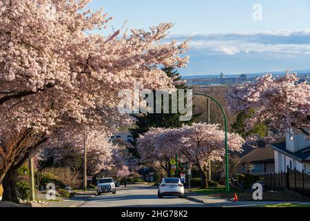 Wohngebiet Reihe von Kirschblütenbäumen in schöner voller Blüte im Frühling. McKay Ave, South Slope, Burnaby, BC, Kanada. Stockfoto