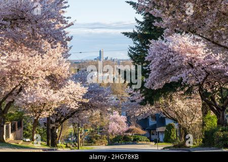 Wohngebiet Reihe von Kirschblütenbäumen in schöner voller Blüte im Frühling. McKay Ave, South Slope, Burnaby, BC, Kanada. Stockfoto