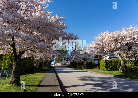 Wohngebiet Reihe von Kirschblütenbäumen in schöner voller Blüte im Frühling. McKay Ave, South Slope, Burnaby, BC, Kanada. Stockfoto