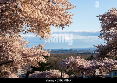 Wohngebiet Reihe von Kirschblütenbäumen in schöner voller Blüte im Frühling. McKay Ave, South Slope, Burnaby, BC, Kanada. Stockfoto