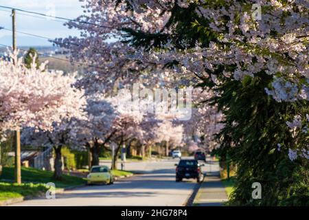 Wohngebiet Reihe von Kirschblütenbäumen in schöner voller Blüte im Frühling. McKay Ave, South Slope, Burnaby, BC, Kanada. Stockfoto