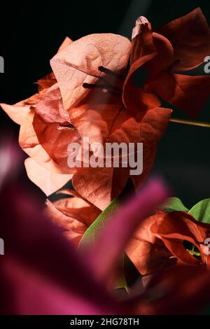 Dramatische Stillleben-Fotografie einer Bougainvillea-Pflanze Stockfoto