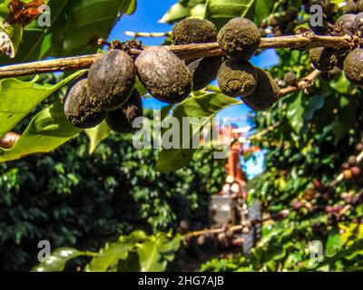 Bahia, Brasilien, 17. Juni 2004 Herbsternter von Kaffeekirschen auf einer Kaffeeplantage in Luis Eduardo Magalhaes, westlich des Bundesstaates Bahia, Brasilien Stockfoto