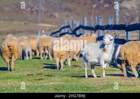 Eine zufriedene, stolze, lächelnde, glückliche weiße Ziege steht auf dem grünen Frühlingsgras inmitten einer Herde Schafe Stockfoto