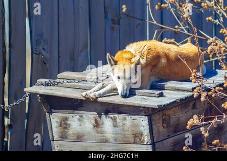 Ein dünner, ausgezehrt erwachsener Hund mit einem traurigen Gesicht liegt auf einer Holzkiste Stockfoto