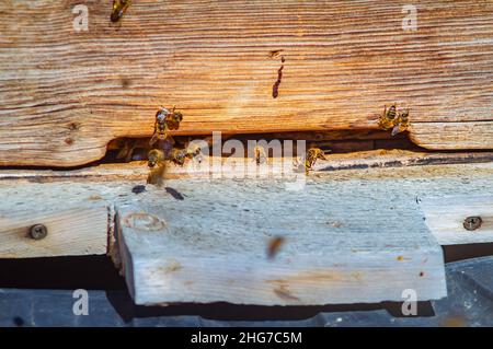 Nahaufnahme, Blick auf den Eingang zu einem hölzernen Bienenstock mit wilden Bienen, die herumfliegen Stockfoto