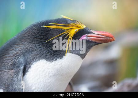 Nahaufnahme eines Makkaroni-Pinguins (Eudyptes chrysolophus), Ostfalkland, Falklandinseln, Südamerika Stockfoto