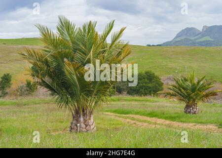 Dattelpalmen. Junge Bäume auf einem Hügel gepflanzt, wolkigen Himmel Hintergrund Stockfoto