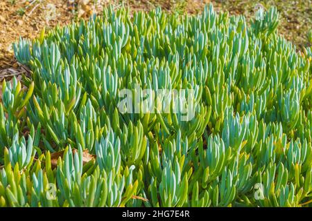 Blue Finger (Senecio mandraliscae) eine interessante und schöne immergrüne Sukulente aus nächster Nähe im Garten Stockfoto