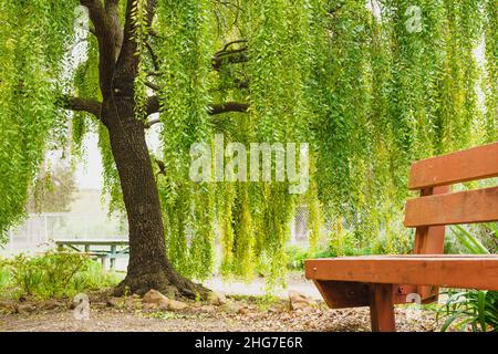 Maytenbaum (Maytenus boaria), immergrüner, weinender Baum aus nächster Nähe im Park Stockfoto