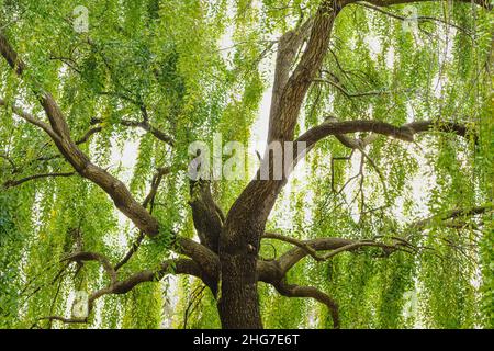 Maytenbaum (Maytenus boaria), immergrüner, weinender Baum aus nächster Nähe im Park Stockfoto