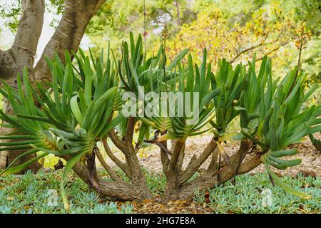 Fan Aloe (Aloe plicatilis), ein schöner Aloe-Baum mit fächerförmigen blau-grünen Blättern, die im Garten aus nächster Nähe zu sehen sind Stockfoto