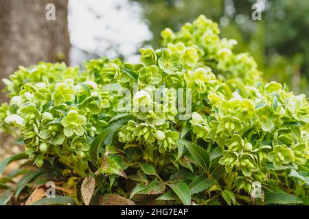 Helleborus argutifolius (korsische Hellebore) aus nächster Nähe im Garten. Schöne immergrüne mehrjährige Pflanze mit großen hellgelb-grünen Blüten appeare Stockfoto