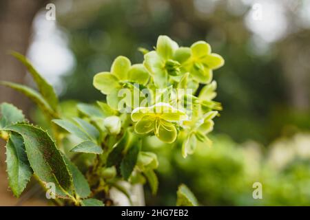 Helleborus argutifolius (korsische Hellebore) aus nächster Nähe im Garten. Schöne immergrüne mehrjährige Pflanze mit großen hellgelb-grünen Blüten appeare Stockfoto