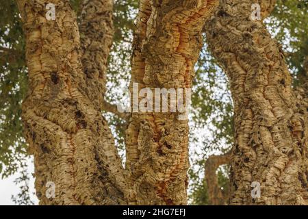 Korkeiche (Quercus suber) aus der Nähe. Rinde aus dieser Eiche wird kommerziell geerntet und verarbeitet, um eine Vielzahl von Produkten zu produzieren, darunter Weinflasche c Stockfoto