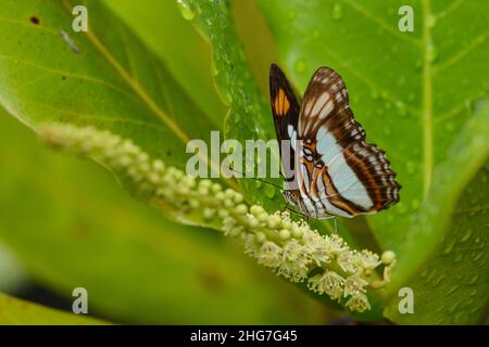 Schmetterling steht auf kleinen Blumen Stockfoto