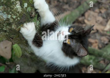 Nahaufnahme eines schwarzen und weißen Hintergrundes mit Katzengesicht Stockfoto