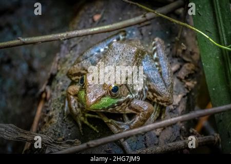 Ein Grüner Frosch (Lithobates clamitans) ruht auf einem Baumstamm im Sumpf. Raleigh, North Carolina. Stockfoto