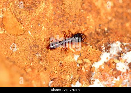 Südliche Michelin-Ameise (Amblyopone australis) Stockfoto