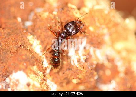 Südliche Michelin-Ameise (Amblyopone australis) Stockfoto