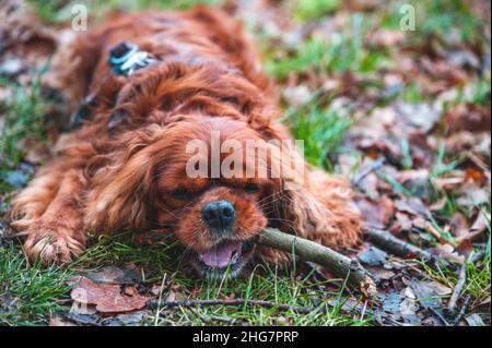 Cavalier King Charles Spaniel züchtet einen Hund, der auf einem Stock kaut Stockfoto