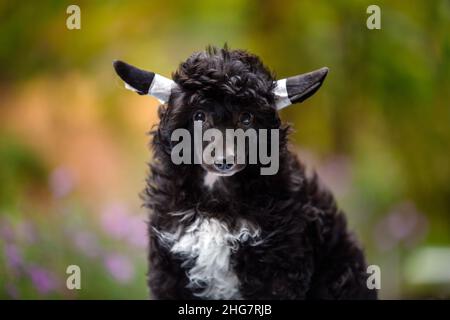 Chinesische Haubenhund Puderpuff Porträt auf natürlichem Hintergrund Stockfoto