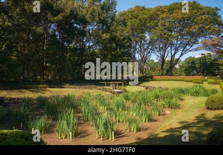 Der Blick auf die Irisfelder im Ninomaru-Garten, der von Kobori Enshu am Fuße des Edo-Burghügels entworfen wurde. Kaiserpalast. Tokio. Japan Stockfoto