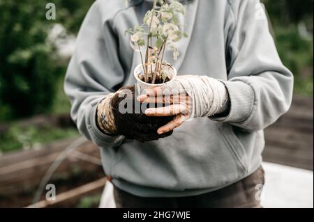 Weibliche bandagierte ältere Hände einer älteren Frau, die einen recycelten Plastikbecher mit Setzlingen aus grünen Sprossen von Gemüsepflanzentomaten zum Einpflanzen hält Stockfoto