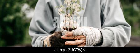 Weibliche bandagierte ältere Hände einer älteren Frau, die einen recycelten Plastikbecher mit Sämlingen aus Sprossen von Gemüsepflanzentomaten hält, um sie im Boden zu Pflanzen Stockfoto