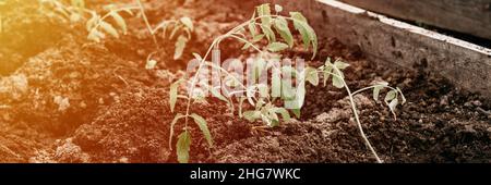 Junge Setzlinge von grünen Sprossen von Tomatenpflanzen Wachstum in der Erde in einem kleinen Gewächshaus in einem Gartenbeet auf einem Gehöft gepflanzt. Countrysid Stockfoto