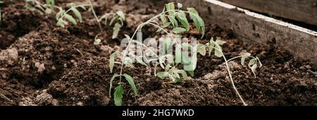 Junge Setzlinge von grünen Sprossen von Tomatenpflanzen Wachstum in der Erde in einem kleinen Gewächshaus in einem Gartenbeet auf einem Dorf Gehöft gepflanzt. Co Stockfoto