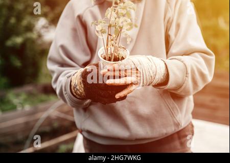 Weibliche bandagierte ältere Hände einer älteren Frau, die einen recycelten Plastikbecher mit Setzlingen aus grünen Sprossen von Pflanztomaten hält, um sie in den Boden zu Pflanzen Stockfoto