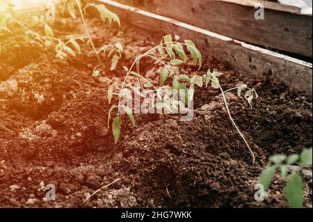 Junge Setzlinge von grünen Sprossen von Tomatenpflanzen Wachstum in der Erde in einem kleinen Gewächshaus in einem Gartenbeet auf einem Dorf Gehöft gepflanzt. Co Stockfoto