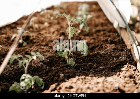 Junge Setzlinge von grünen Sprossen von Tomatenpflanzen Wachstum in der Erde in einem kleinen Gewächshaus in einem Gartenbeet auf einem Dorf Gehöft gepflanzt Stockfoto