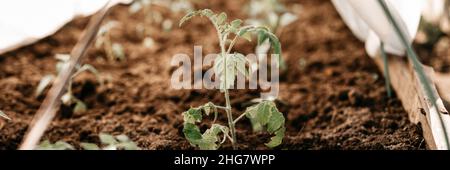 Junge Setzlinge von grünen Sprossen von Tomatenpflanzen Wachstum in der Erde in einem kleinen Gewächshaus in einem Gartenbeet auf einem Dorf Gehöft gepflanzt. Co Stockfoto