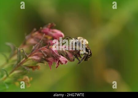 Nahaufnahme eines haarigen Weibchen der Red Bartsia Blunt Hornbiene, Meliita tricincta, einer Spezialistin für ihre Wirtspflanze, Odontites vulgaris Stockfoto