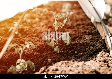 Junge Setzlinge von grünen Sprossen von Tomatenpflanzen Wachstum in der Erde in einem kleinen Gewächshaus in einem Gartenbeet auf einem Dorf Gehöft gepflanzt. Co Stockfoto